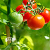 PlantClips - Herbruikbare Plantsteunen En Vastzetclips