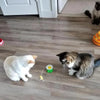 Catfri® CatChase: Interactieve Draaiend Zoemend Kat Speelgoed