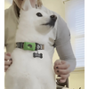 DogCatFri™ Anti-FleaPendant 1+1 GRATIS: Anti-Teken Anti-Vlooien Hanger Bescherming