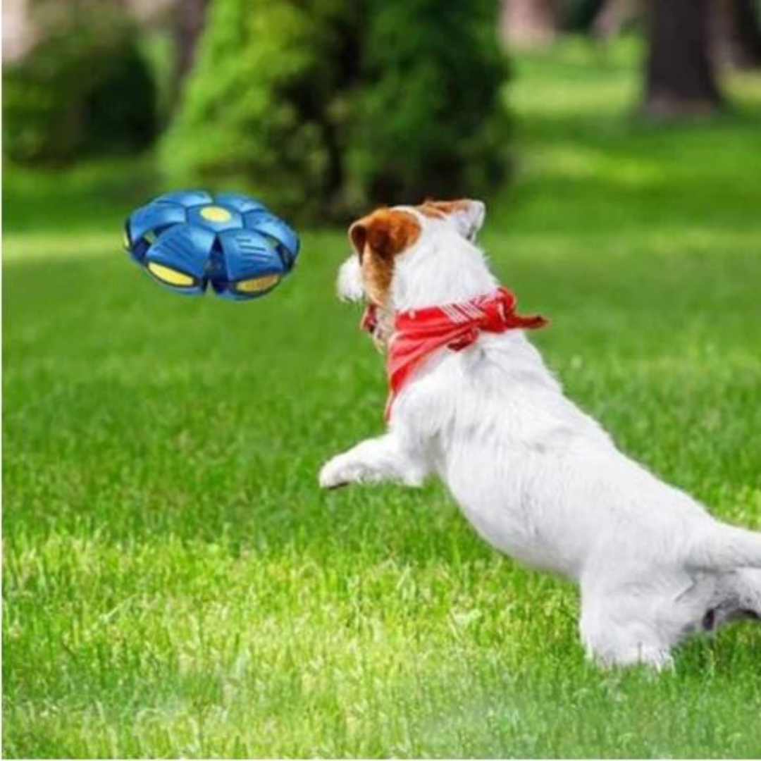 DogFri™ DiscBall 1+1 GRATIS - Hondje Schijf Bal Huisdier Speelgoed