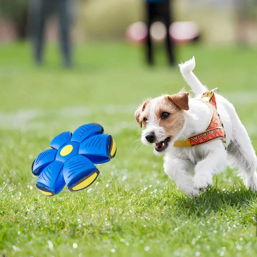 DogFri™ DiscBall 1+1 GRATIS - Hondje Schijf Bal Huisdier Speelgoed